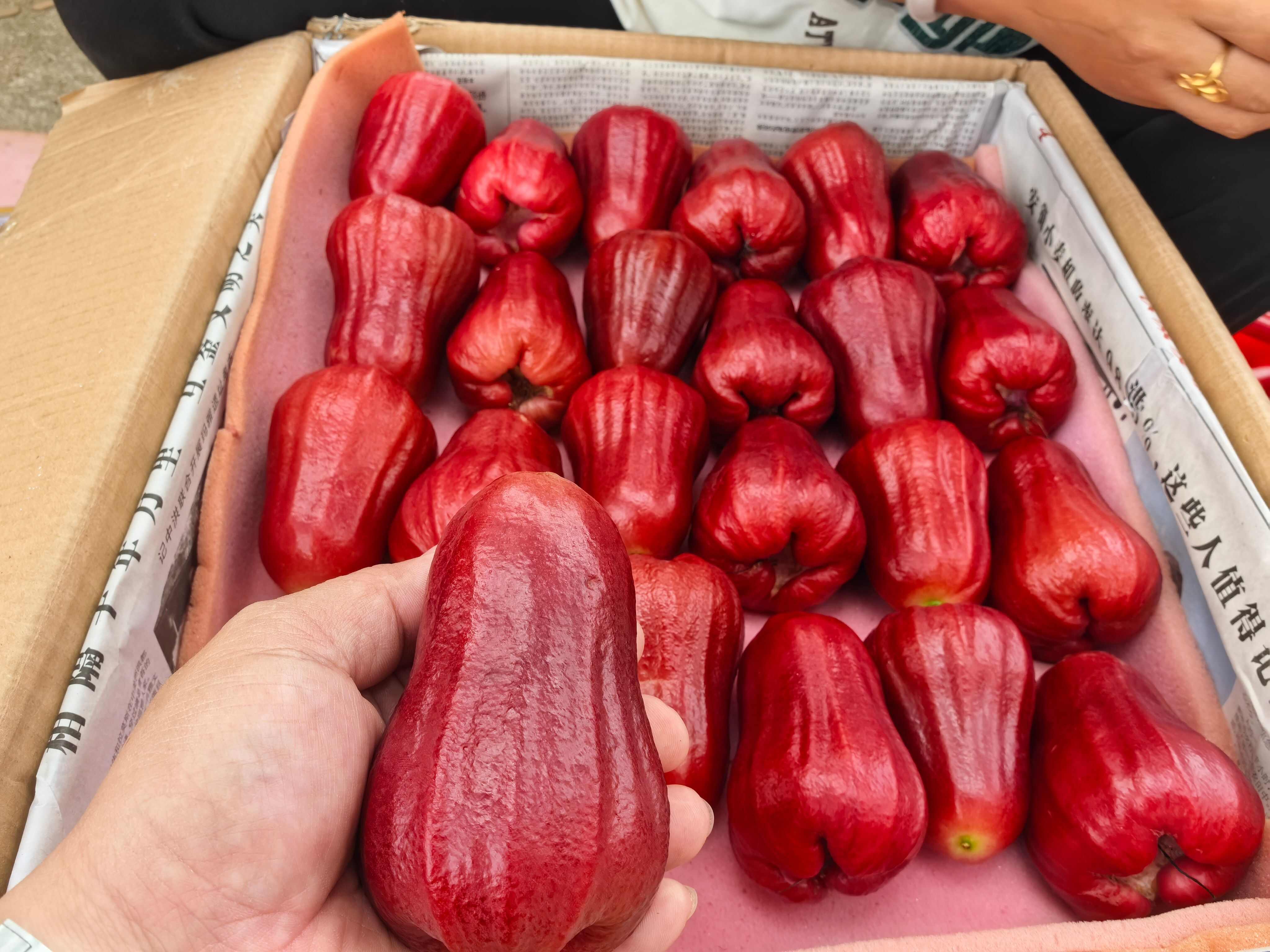 海南黑金刚莲雾