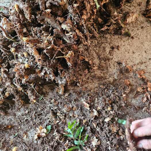 衡东县农村自采山货 中药材骨碎补 新鲜根茎类药材批发零售