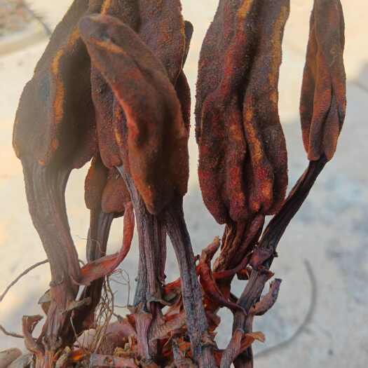 思茅无硫回春草