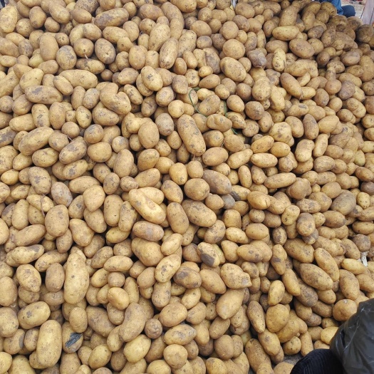 通许县开封通许土豆 沃土 希森6大量供应