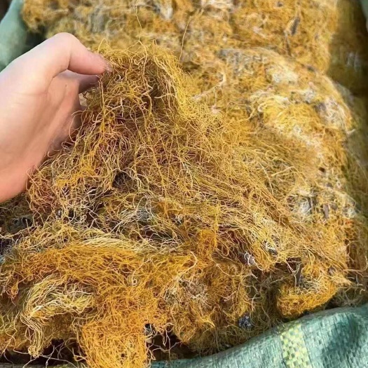 昆明云南昆明官渡区优质红雪茶 全草类中药材批发