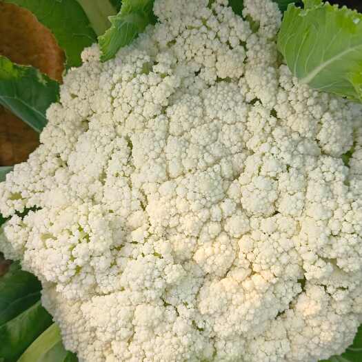 白花菜花