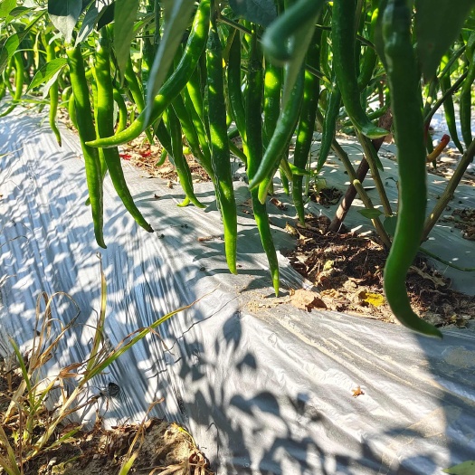 玉林3号椒