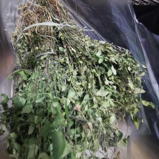 旬阳市秦岭瓜子金当季新货瓜子金