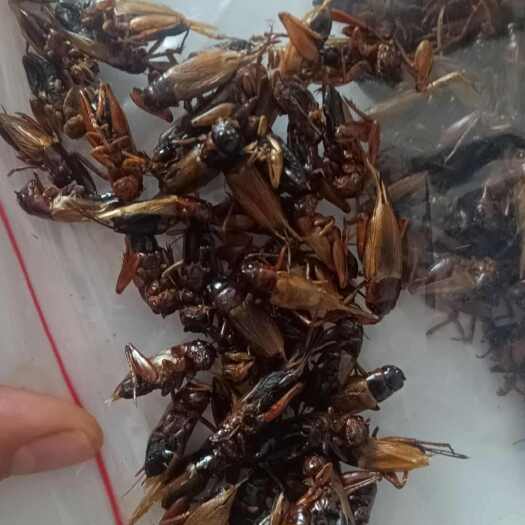献县活体大亚有需要的老板联系