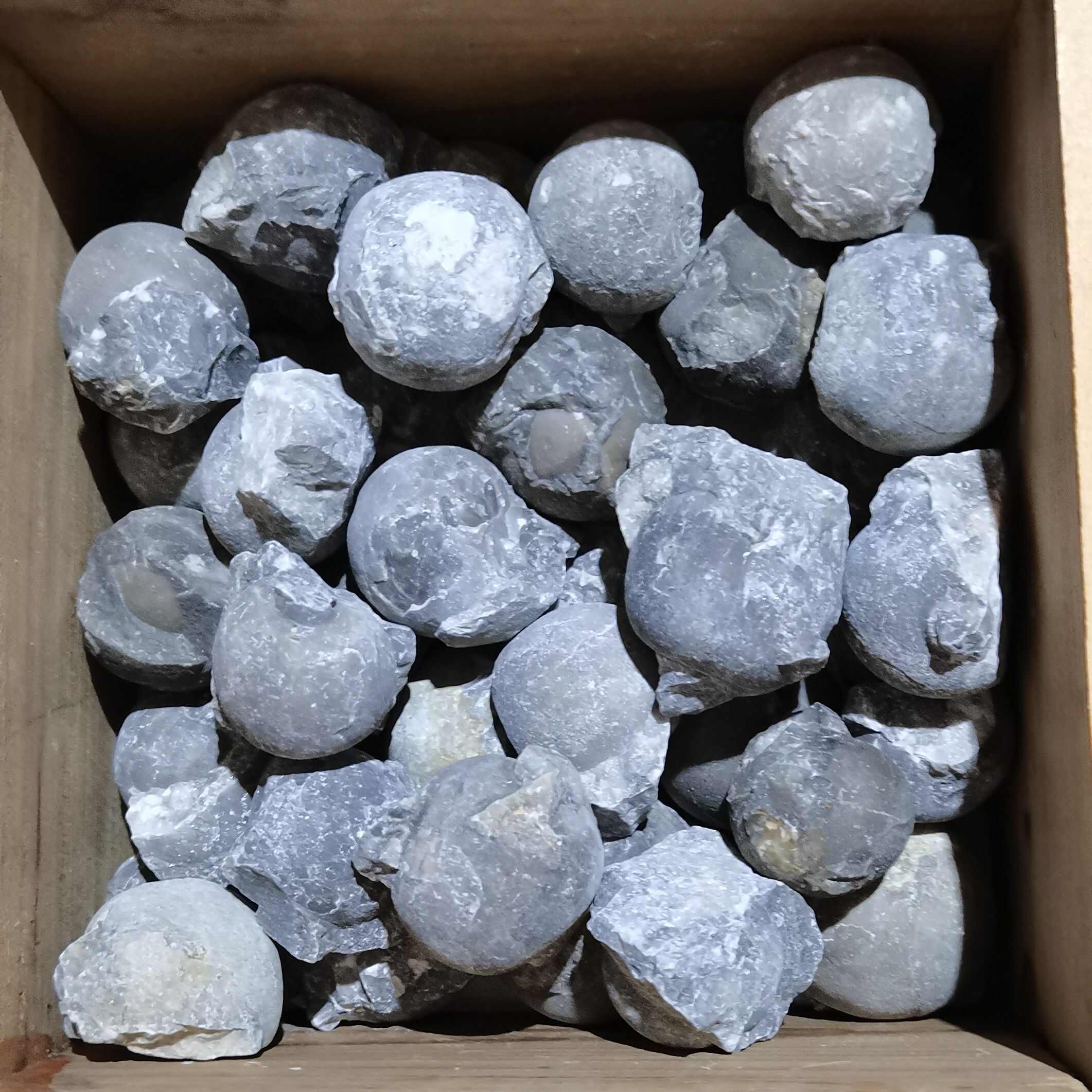 广西菊石古生物化石石炭纪合腹天然原石收藏品