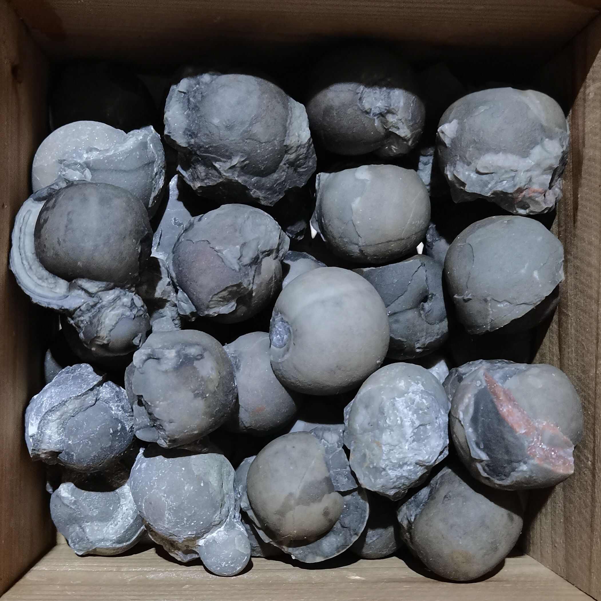 广西菊石古生物化石石炭纪合腹天然原石收藏品