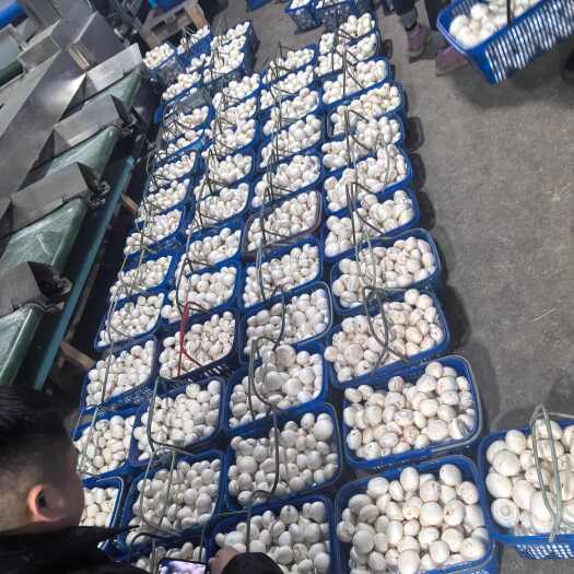 淮安192双孢菇，
