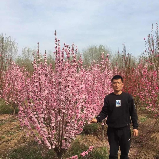 龙柱碧桃