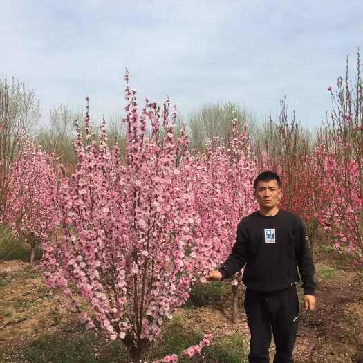泰安龙柱碧桃