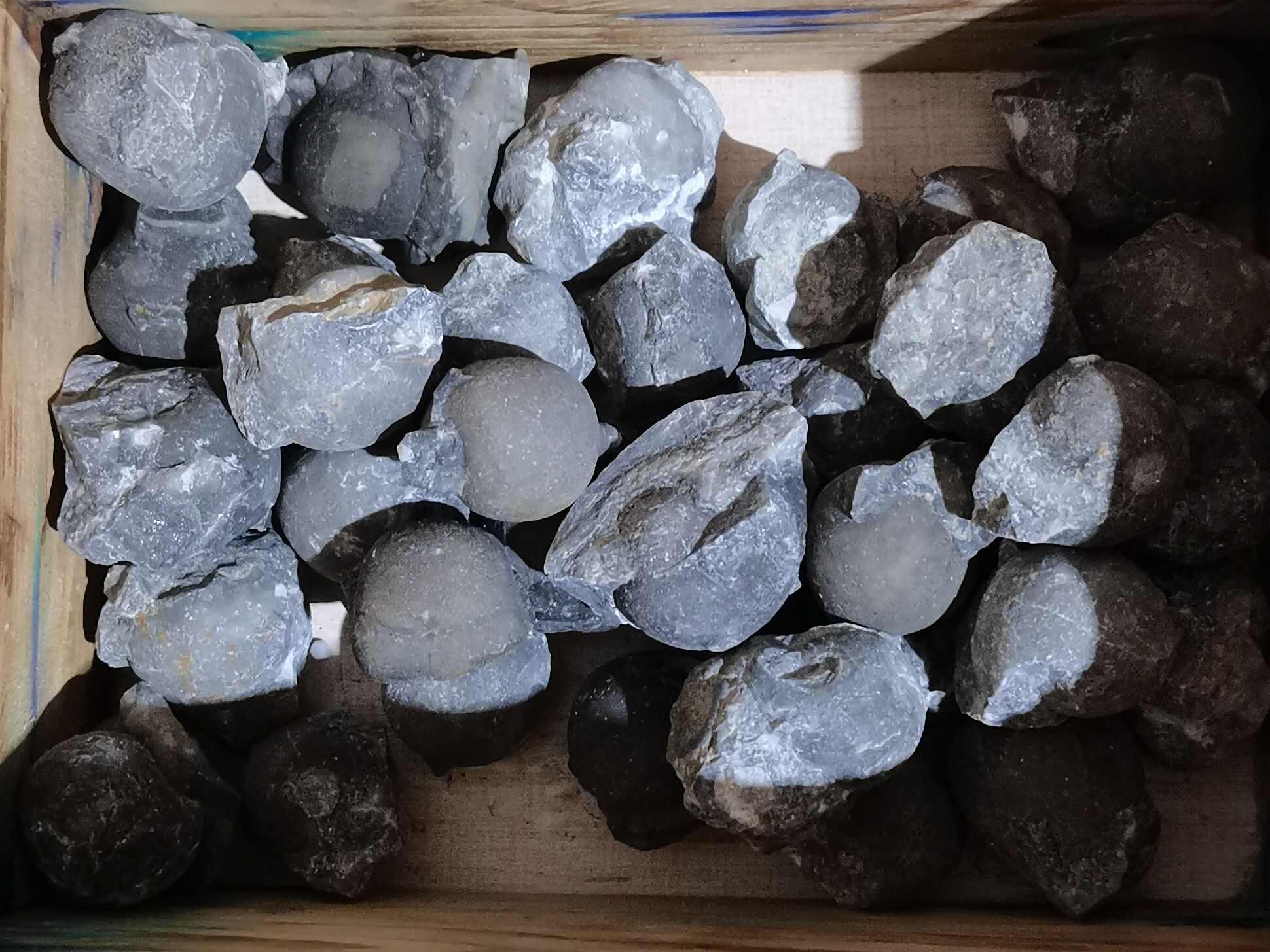 广西菊石古生物化石石炭纪合腹天然原石收藏品