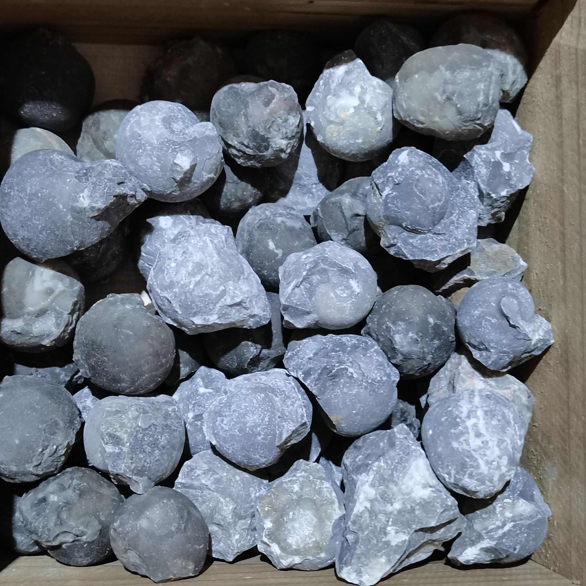 广西菊石古生物化石石炭纪合腹天然原石收藏品