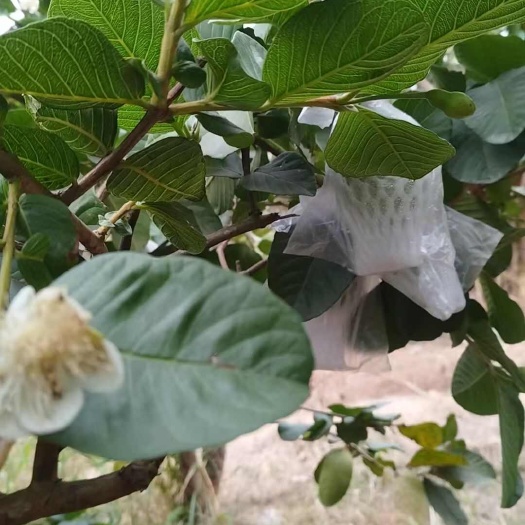 信宜市一年之中口感最好的时候的红心芭乐来了哦