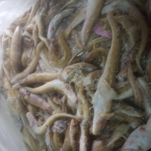 荣成市海鲶鱼