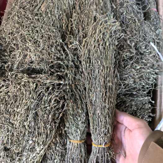 玉林广西独脚金消疳积草新鲜生晒无硫独脚金疳积草中药材广西