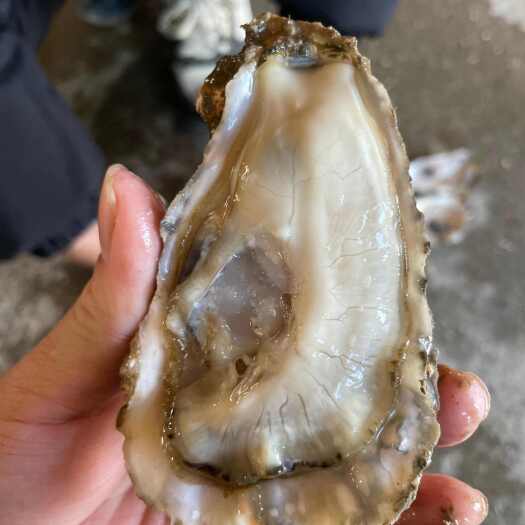 乳山市乳山生蚝直供肉薄壳质肥美产地直发全规格有货 供应市场电商社区