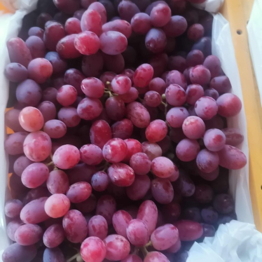 新疆无籽克伦生