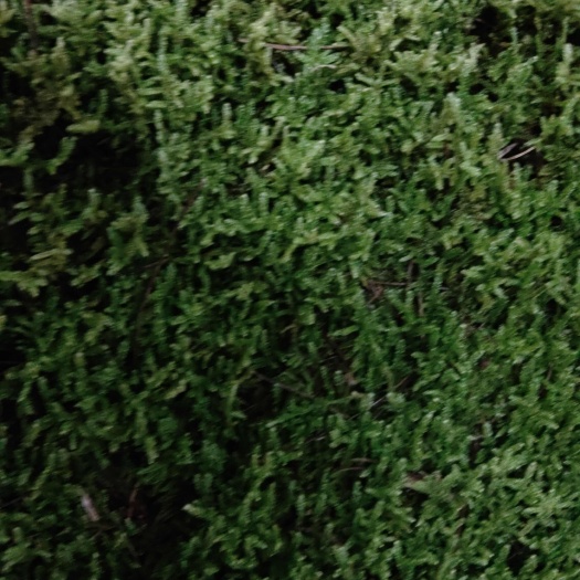 大自然苔藓