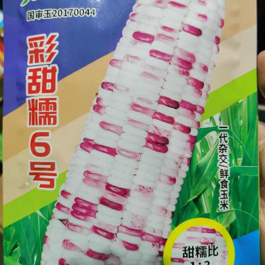 南阳彩甜糯6号 加甜糯 大棒甜糯玉米国审玉20170044