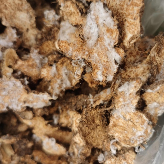 甩卖：纯茅苍术/纯北仓术，品质货，含量货，无硫