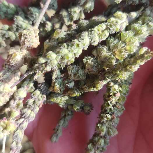 安国市荆芥穗荆芥卒黄芪片