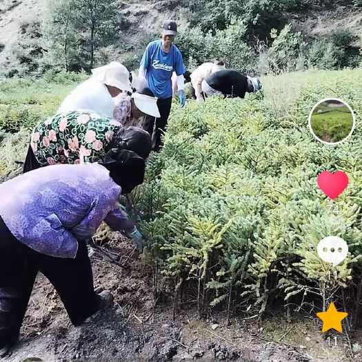 迭部县裸根云杉