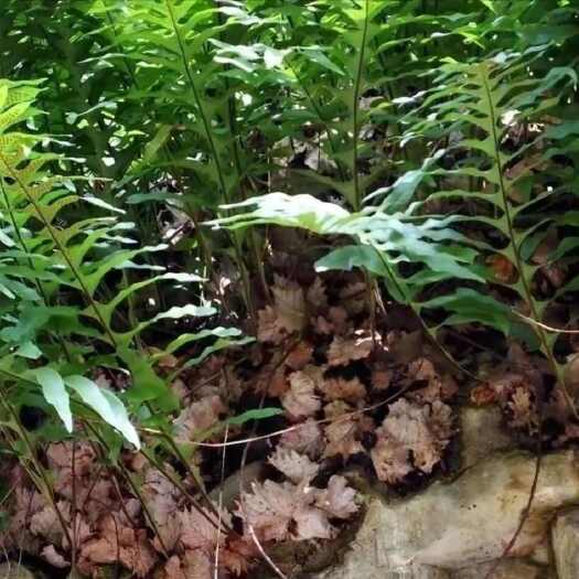 贵阳骨碎补深山采挖