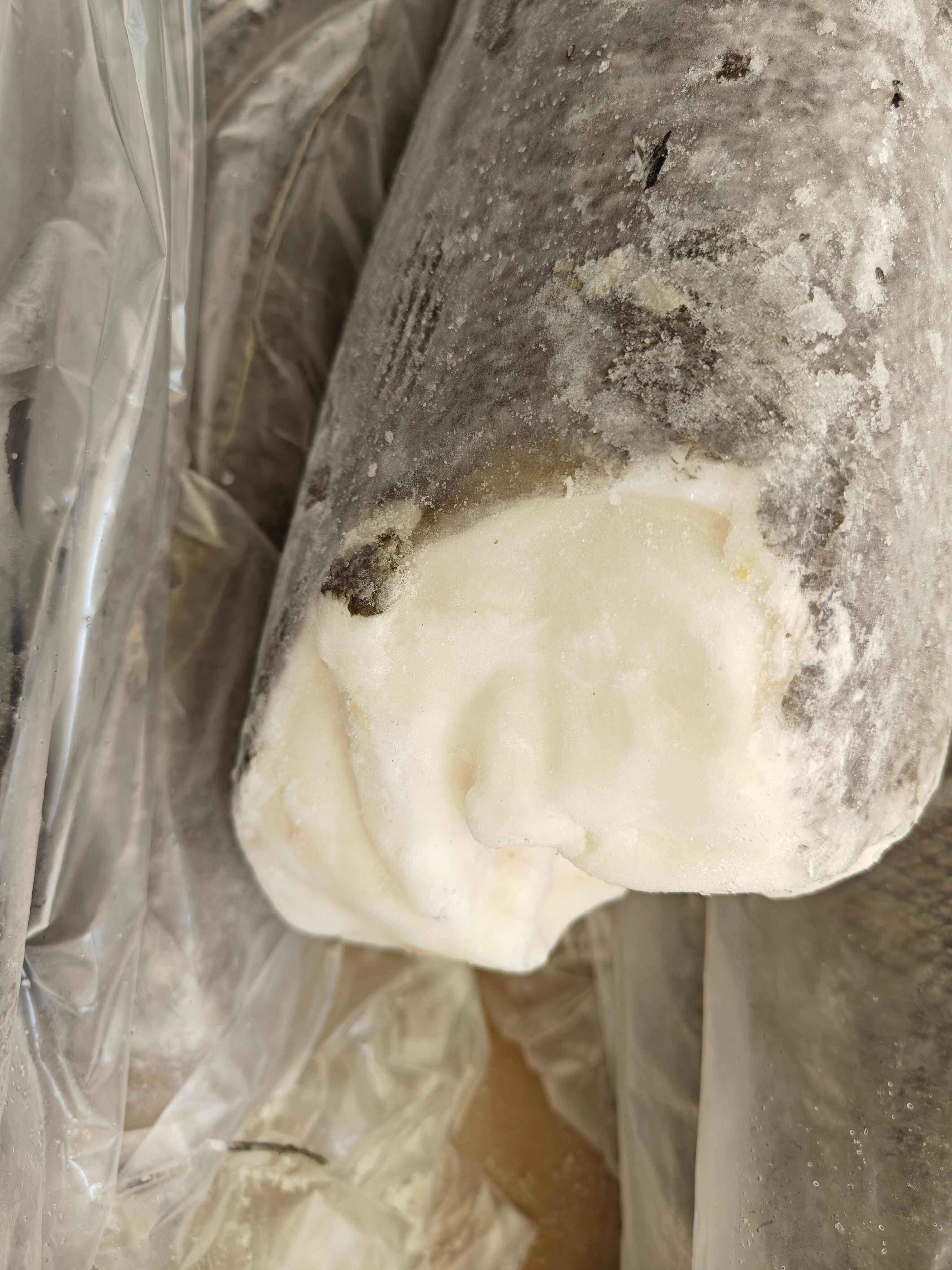 法国澳洲银鳕鱼犬牙鱼