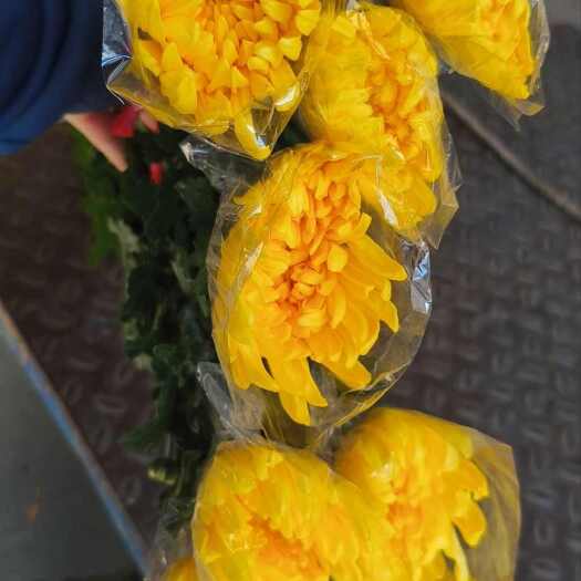 佛山黄白菊