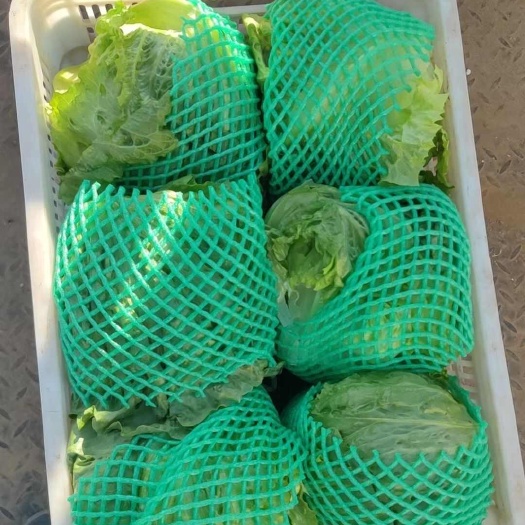 聊城生菜球/生菜/精品圆生菜/山东生菜球/球生菜山东产地直发
