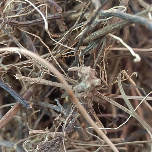 昆明威灵仙产地云南多种药材批发代加工压片打粉做丸可配方