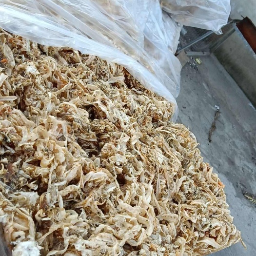 大连扇贝边！七分熟！食品级的！鲜度好！纯度高！