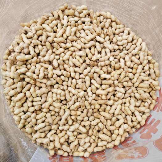 滦南县24年小日本色选花生果小珍珠花生货源充足欢迎老板前来选购