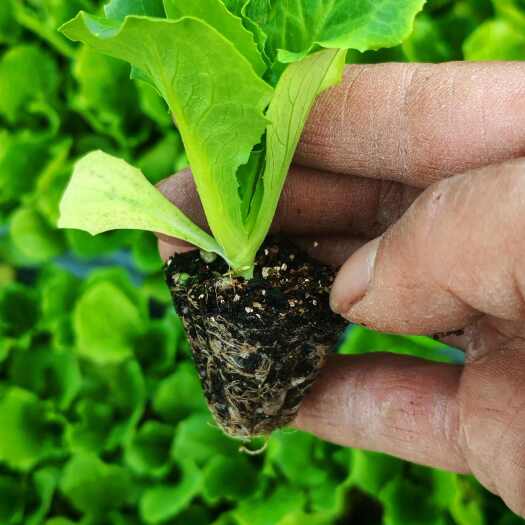 邯郸河北邯郸永年区优质生菜苗 植株健壮 生长旺盛 现货供应