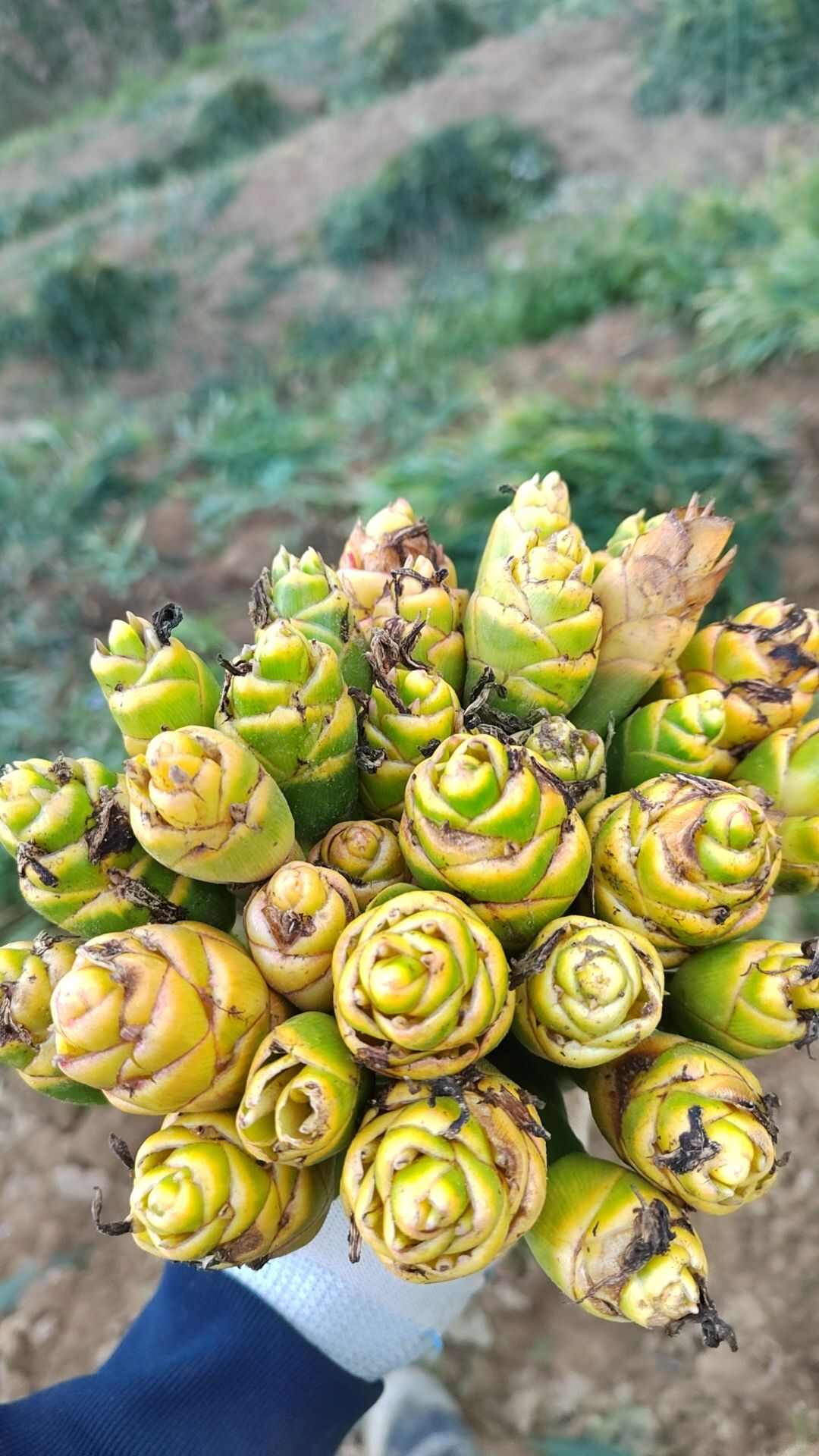大黄姜小黄姜