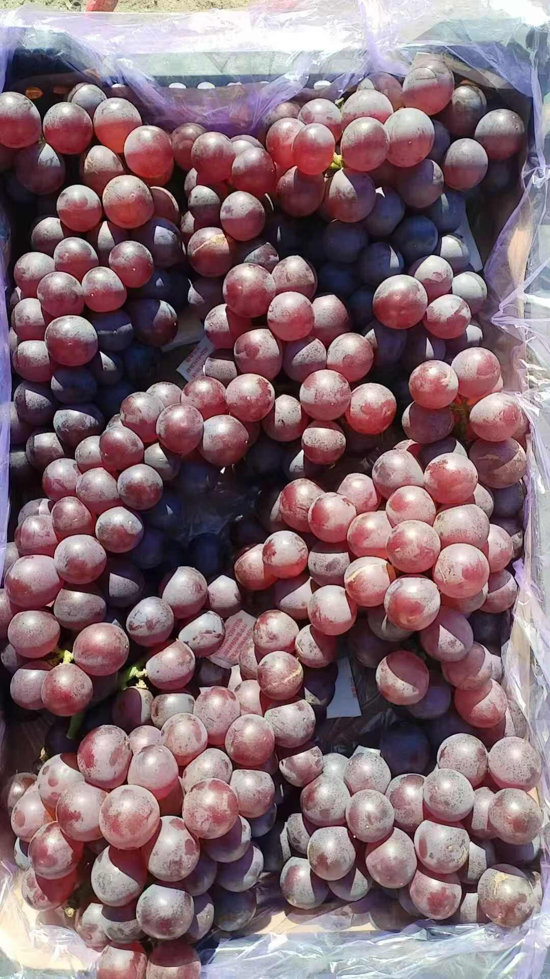 冰糖飓风葡萄