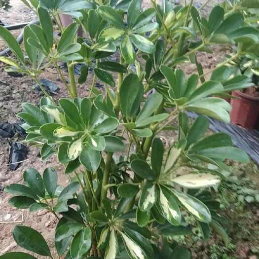 漳州230小红盆鸭脚木，4棵拼的一盆8块。