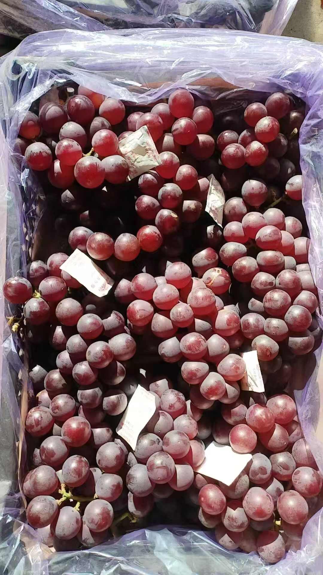 冰糖飓风葡萄