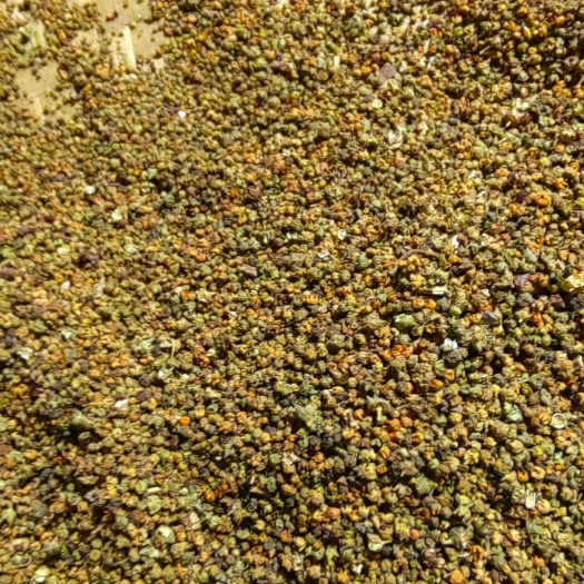 赶黄草花蕾古蔺县黄荆镇直发