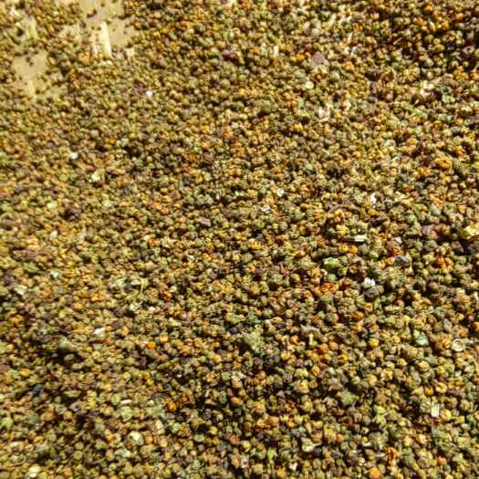 古蔺县赶黄草花蕾袋泡包古蔺县黄荆镇直发