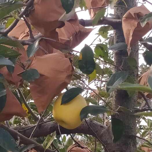 威海维纳斯黄金苹果