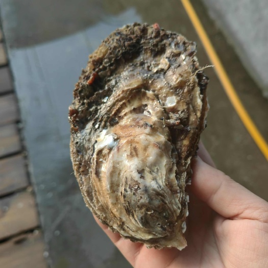 乳山市乳山新鲜三倍体生蚝10斤装顺丰速递威海直销