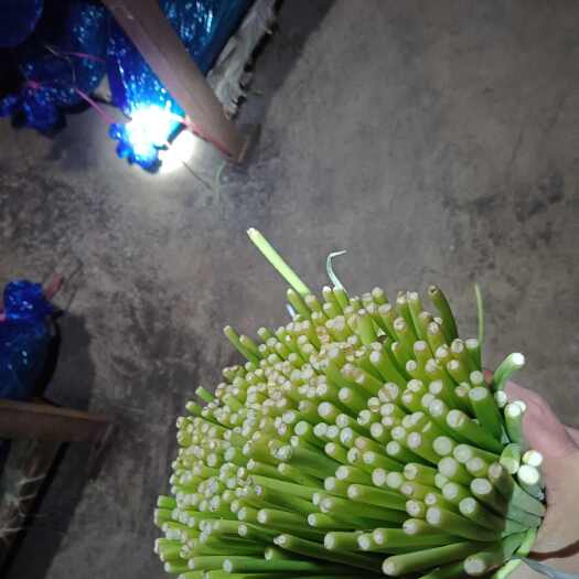 虞城县精品邳州蒜苔