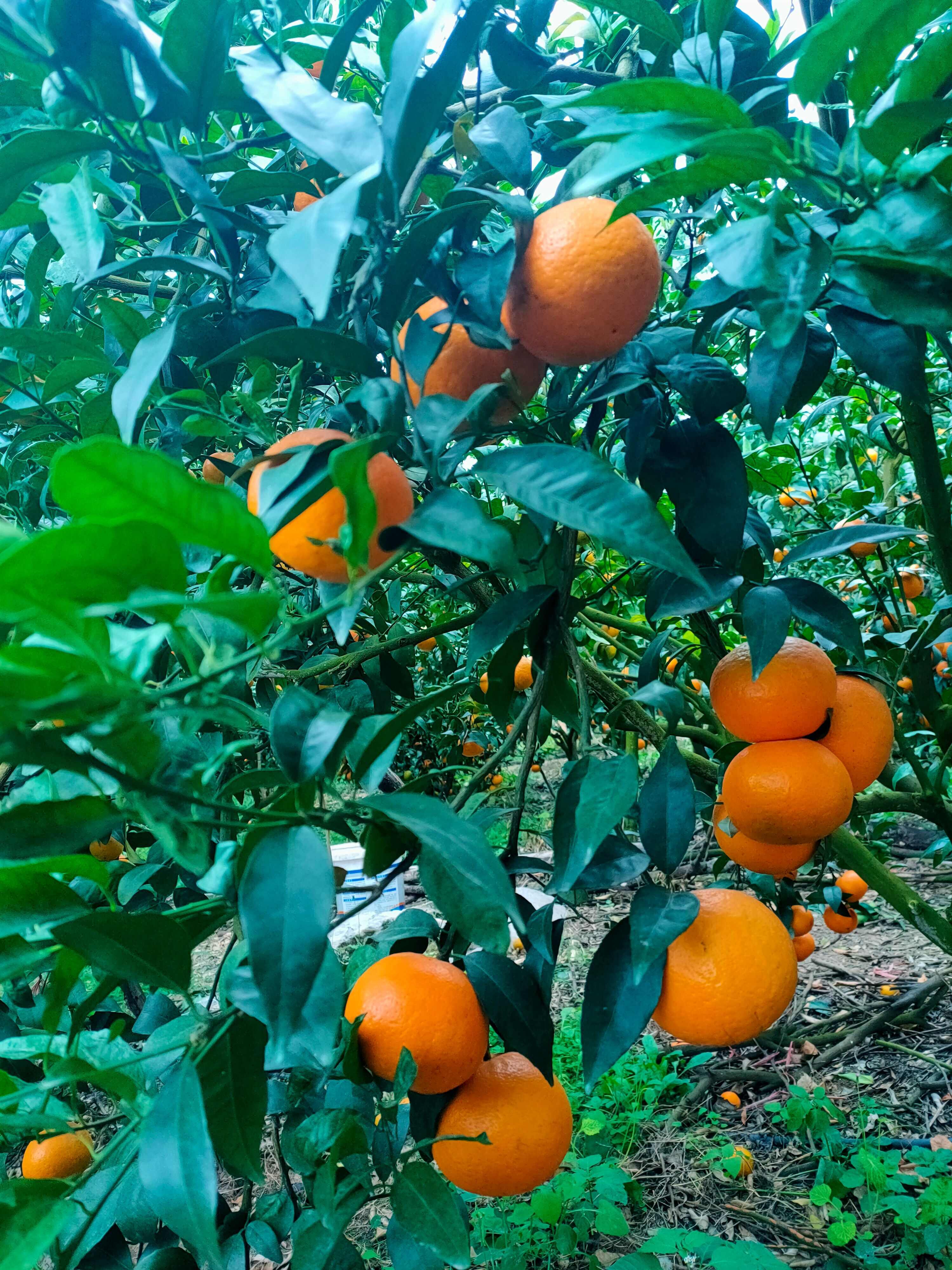 自家种植武鸣沃柑，新鲜采摘发货