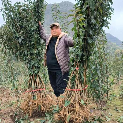 镇宁县蜂糖李果苗