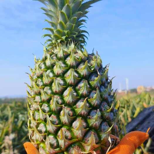 徐闻县香水菠萝  徐闻菠萝代发代办 地头通货1斤3两