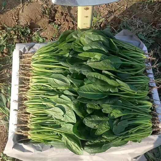 滑县大叶菠菜 菠菜大量上市，货源充足，质量保证，商超采购进行中