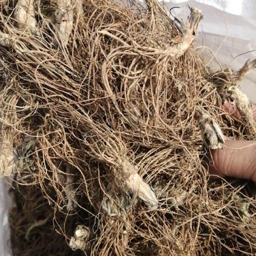 灵山县地胆头干货