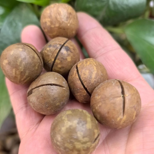 云南夏坚果威夷果新果奶油味 中大果 口感香甜