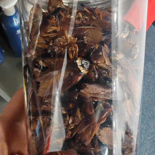 潍坊美洲大蠊精品干品干粉，过检产品